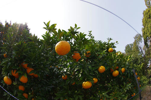 IMGP0701.JPG
