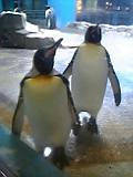 Wオウサマペンギン