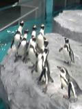 フンボルトペンギン達