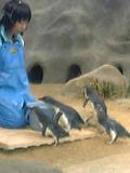 コビトペンギンと飼育員さん