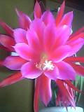 画像 花