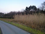 081210_2.jpg