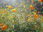 Image0111.jpg
