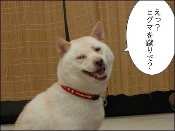 熊に襲われた Willcomcom333 Gmail Com