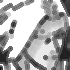 gill-icon-2.png