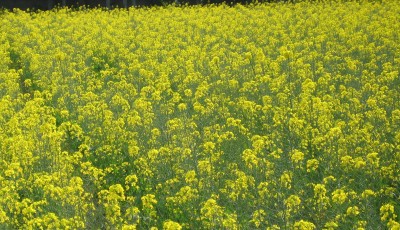 菜の花