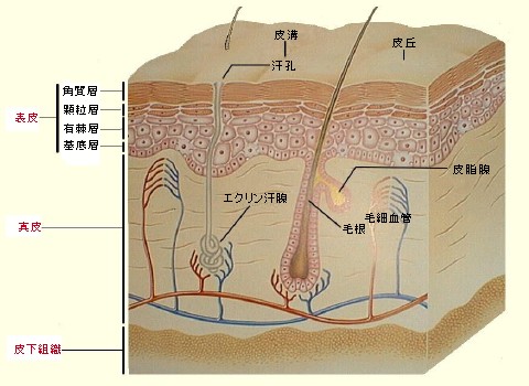 皮膚の構造