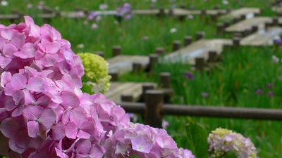 紫陽花と菖蒲