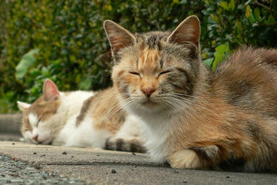 野良猫