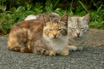 野良猫