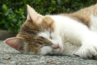 野良猫