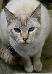 物乞い猫