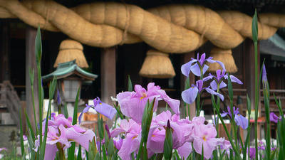 菖蒲まつり