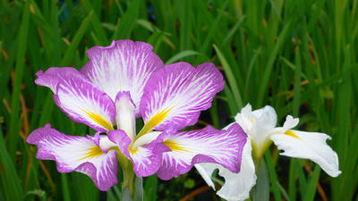 菖蒲の花