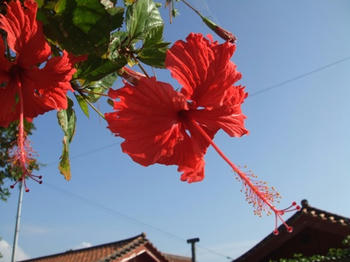 DSCF7245.JPG