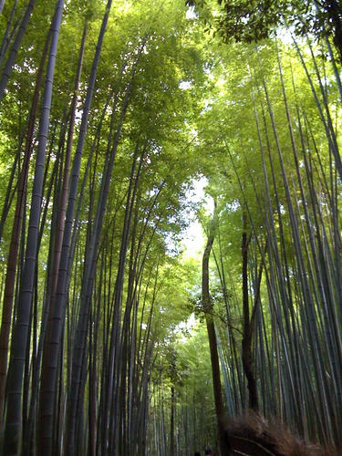 嵯峨野の竹林