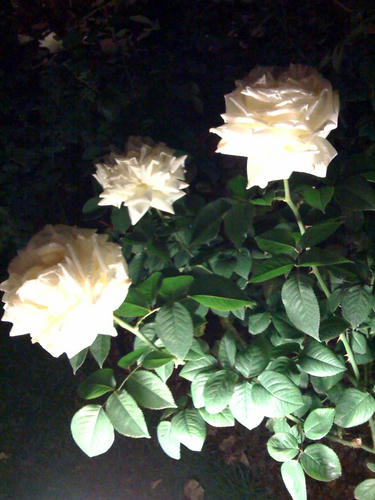 靭公園の夜薔薇