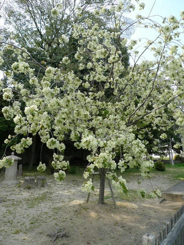 薄緑色の桜