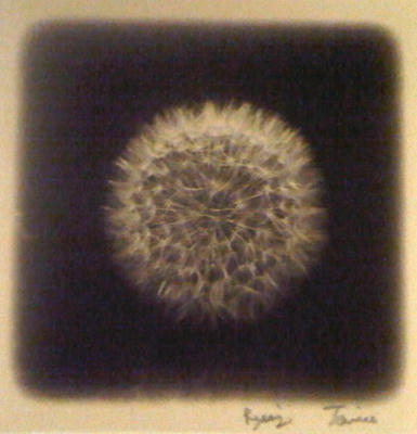 a tanpopo.jpeg