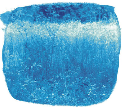 cyano_wildflowres.jpg