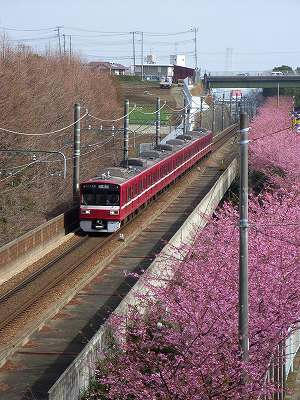 tren y flores de kawazuzakura