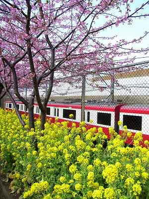 flores de colza