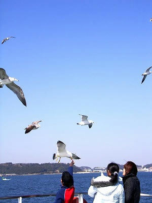 jugando con gaviotas