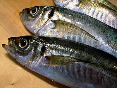 jureles frescos