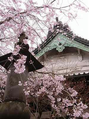 cerezo lloron de hongakuji 2