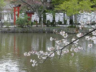 flores de cerezo sobre genjiike