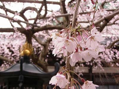 flores de cerezo lloron de hongakuji