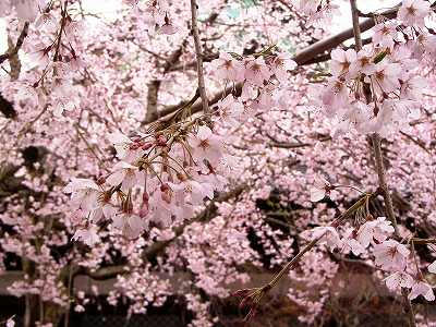 flores de cerezo lloron de hongakuji 2