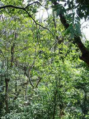 en el bosque de shomyoji