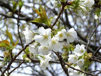 flores de yamazakura