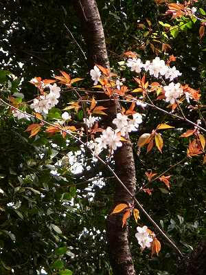 flores de yamazakura 2