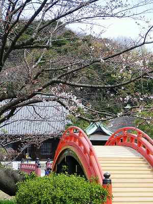 shomyoji con un poquito de flores de cerezo