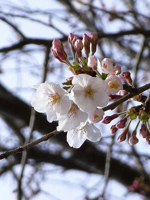 un poquito de flores de cerezo de shomyoji