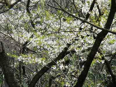 un arbol de yamazakura
