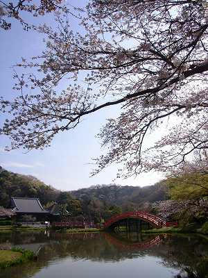 el jardin de shomyoji con flores de cerezo