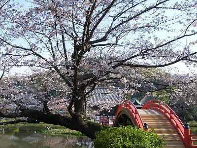 puente de shomyoji con flores de cerezo