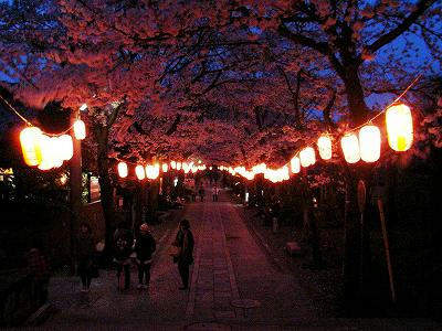 caminito a shomyoji con flores de cerezo en la noche