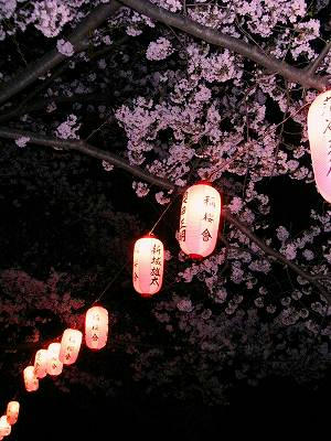 flores de cerezo de shomyoji en la noche