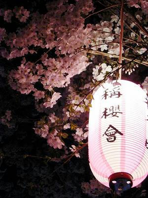 flores de cerezo de shomyoji en la noche 2