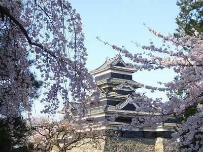 castillo de matsumoto con flores de cerezo