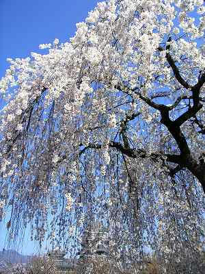 castillo de matsumoto con flores de cerezo lloron