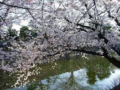 el foso del castillo de matsumoto con flores de cerezo