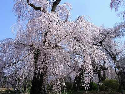 flores de cerezo lloron del templo de anyoji