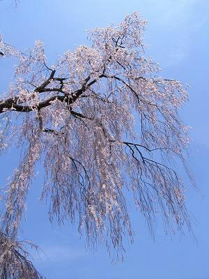 arbol muy alto de cerezo lloron del templo anyoji