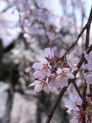 flores de cerezo lloron del templo de anyoji, cerca