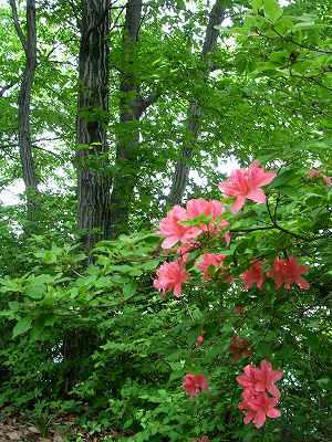 flores de azalea en el bosque del monte kinsho